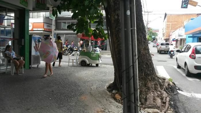 Oitizeiro no centro de Teresina
