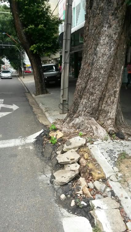 Oitizeiro no centro de Teresina