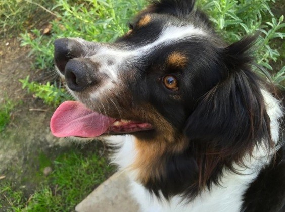 Cão de dois focinhos vira astro em tradicional circo de Los Angeles (Crédito: Reprodução)