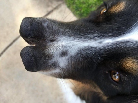 Cão de dois focinhos vira astro em tradicional circo de Los Angeles (Crédito: Reprodução)