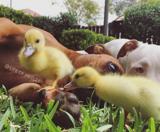 Cães 'adotam' dupla de patinhos e fazem sucesso na internet (Crédito: Reprodução)