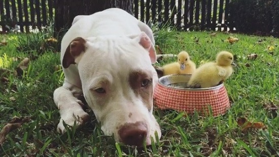 Cães 'adotam' dupla de patinhos e fazem sucesso na internet (Crédito: Reprodução)