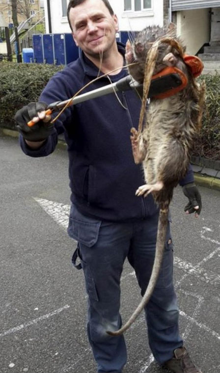Rato do tamanho de uma criança é encontrado em Londres (Crédito: Reprodução)