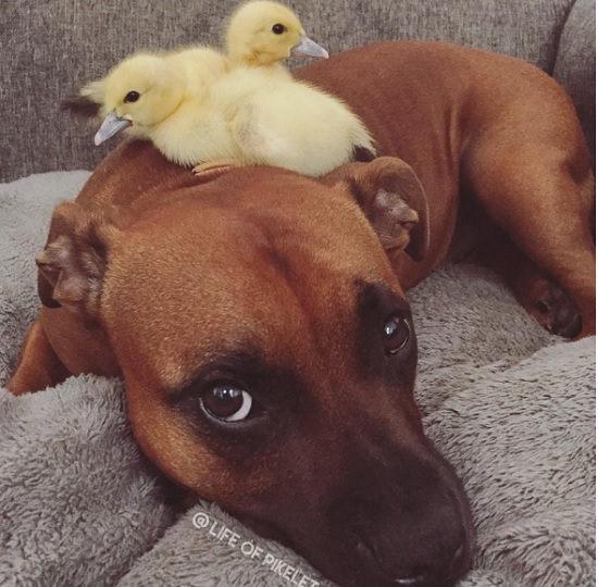 Cães 'adotam' dupla de patinhos e fazem sucesso na internet (Crédito: Reprodução)