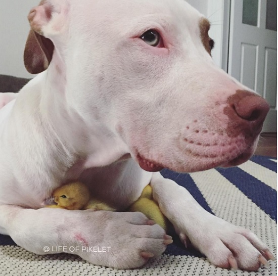 Cães 'adotam' dupla de patinhos e fazem sucesso na internet (Crédito: Reprodução)