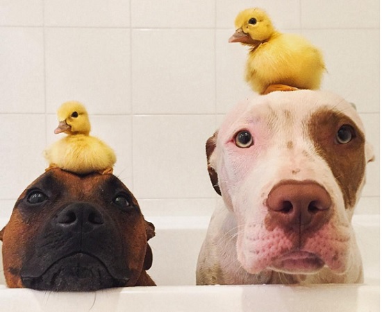 Cães 'adotam' dupla de patinhos e fazem sucesso na internet (Crédito: Reprodução)