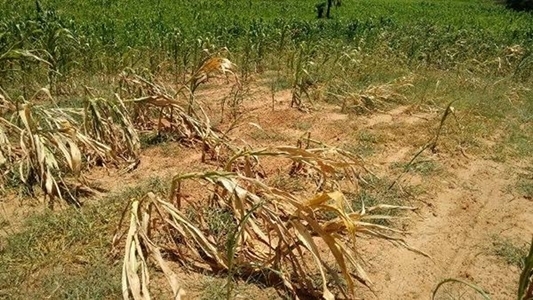 Falta de chuva gera prejuízos para produtores de Santa Rosa