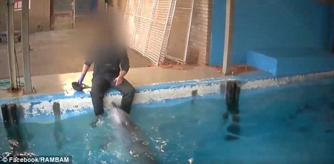 Homem flagrado em ato íntimo com golfinho (Crédito: Divulgação)
