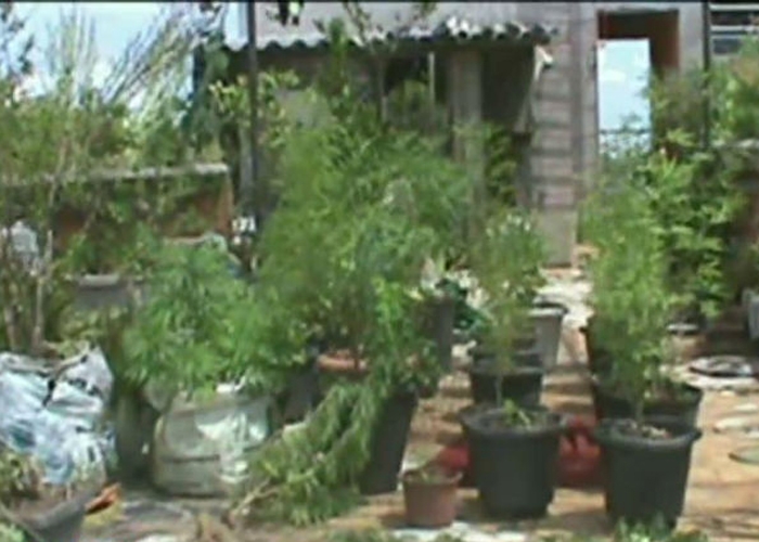 Plantação na casa da vovó