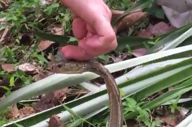 Menino acaricia cabeça da cobra
