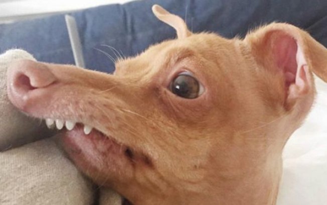 Cachorro trouxe vida boa para a dona