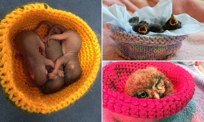 Ninhos ajudam animais em reabilitação