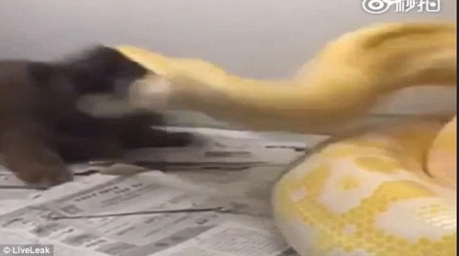 Cachorro é dado como almoço para cobra e vídeo choca internautas (Crédito: Reprodução)