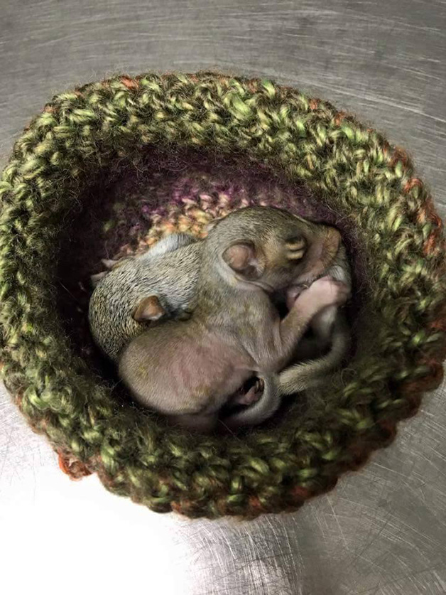 Ninhos ajudam animais em reabilitação