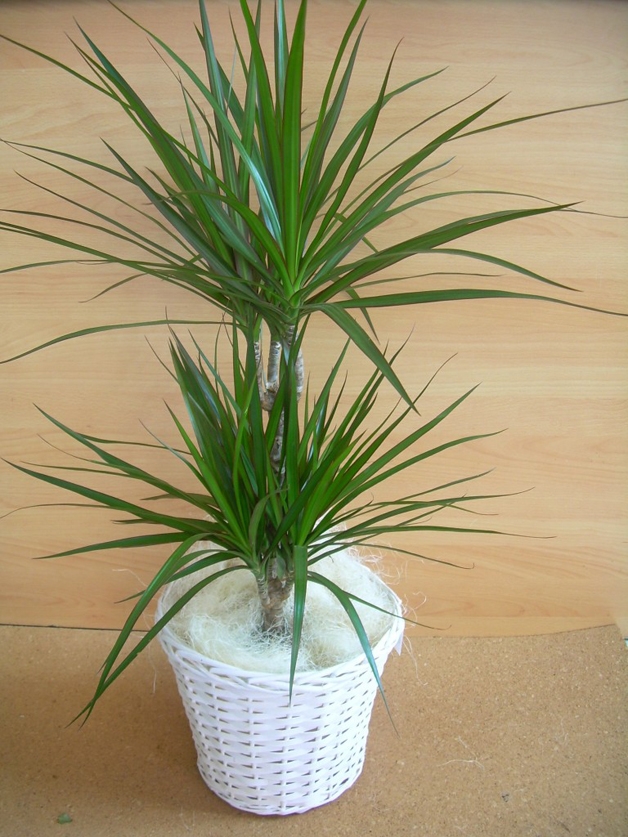 Dracena
