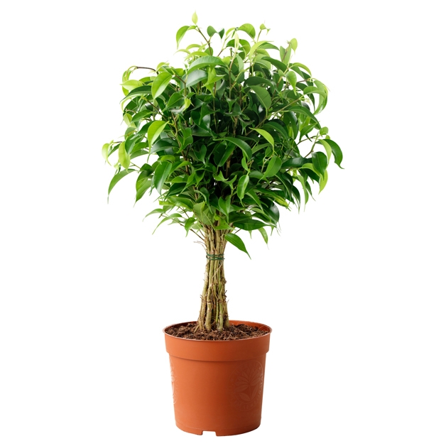 Ficus