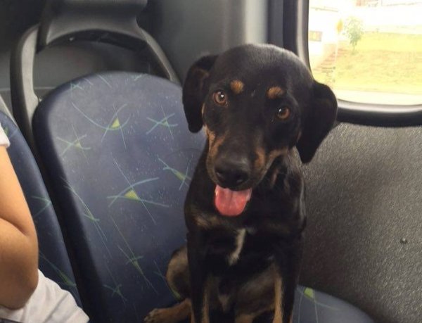 Cachorro 'pega ônibus' e chama atenção de passageiros (Crédito: Reprodução)