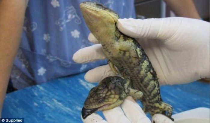 Lagarto com duas cabeças e quatro braços