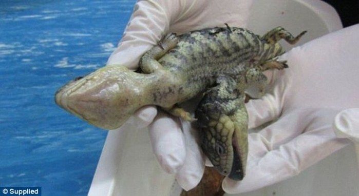 Lagarto com duas cabeças e quatro braços