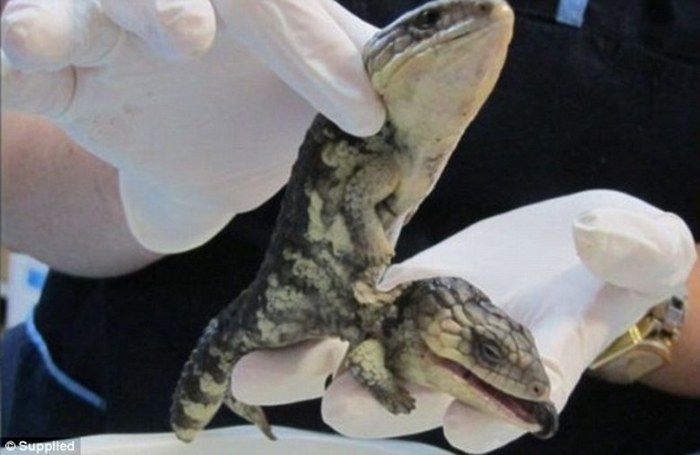 Lagarto com duas cabeças e quatro braços
