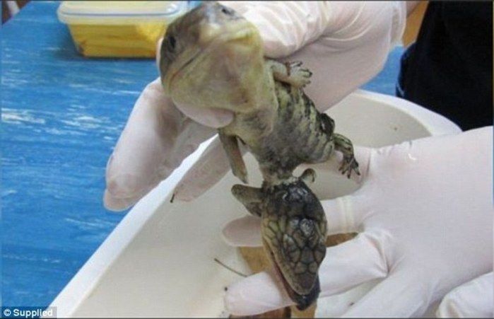 Lagarto com duas cabeças e quatro braços