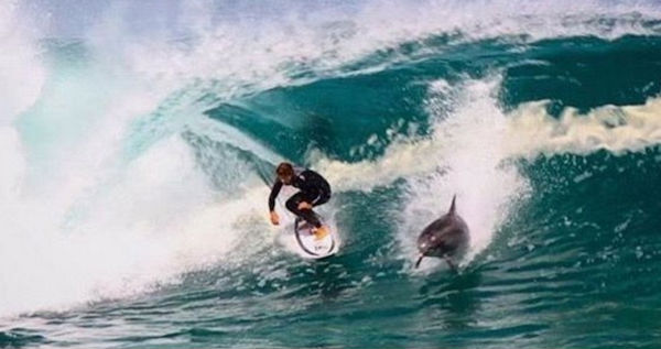 Surfista 'compartilha' onda com golfinho na Austrália (Crédito: Reprodução)