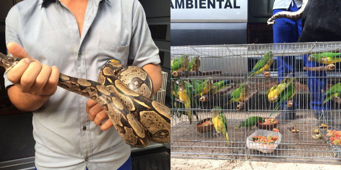 Animais apreendidos pela polícia