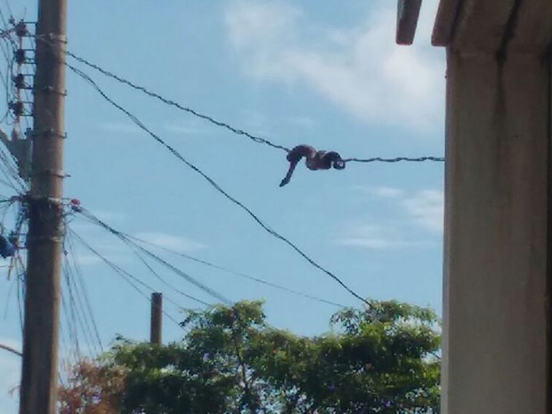 Jiboia em fiação (Crédito: Divulgação )