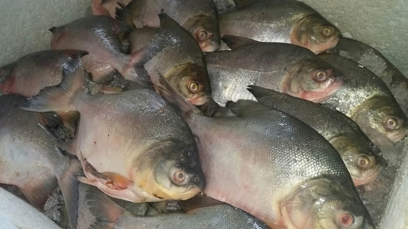 Cuidados para compra de pescado