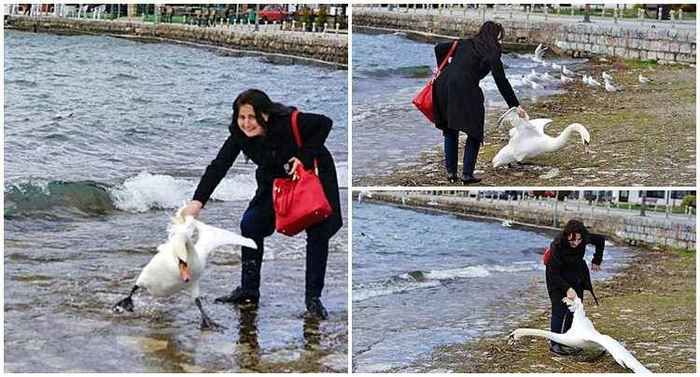 Em busca de selfie com cisne, turista sufoca o animal