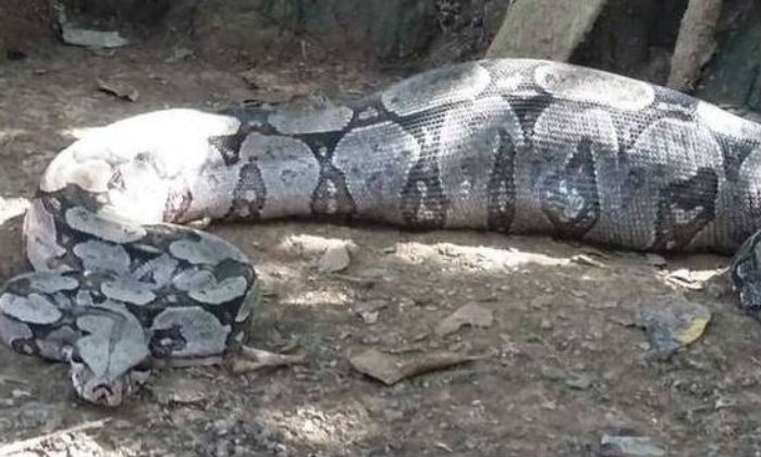 Jiboia invade galinheiro e engole frangos no norte de Minas Gerais