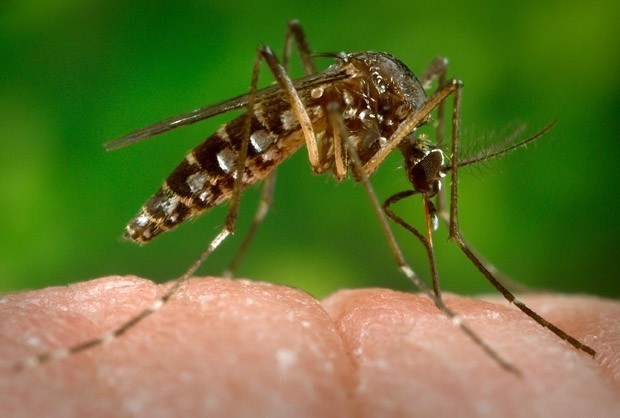 Zika vírus (Crédito: Reprodução)