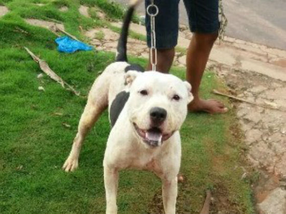 Pit bull atacou criança no rosto e na mão