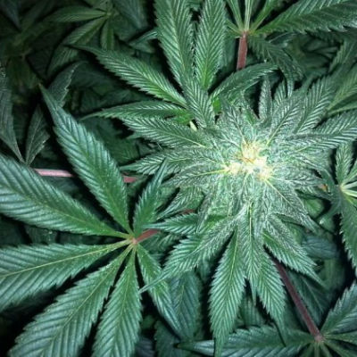 Pesquisa revela que álcool é 144 vezes mais letal que a maconha