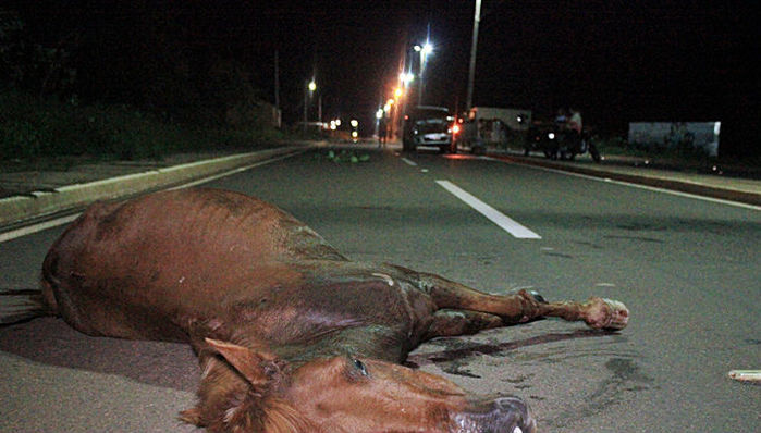 Animal morreu minutos depois da BR-316