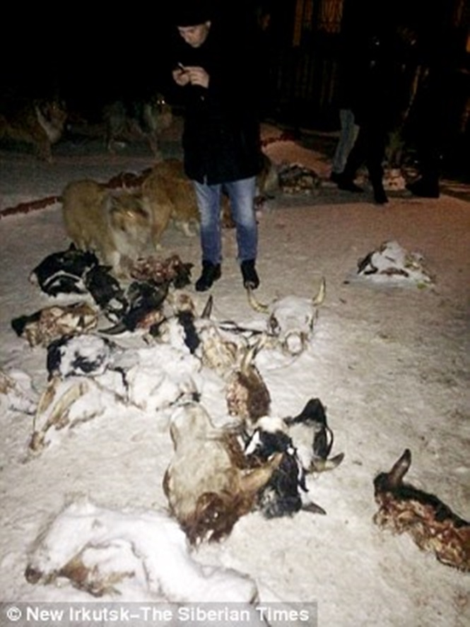 Crianças e animais viviam em ambiente caótico e imundo