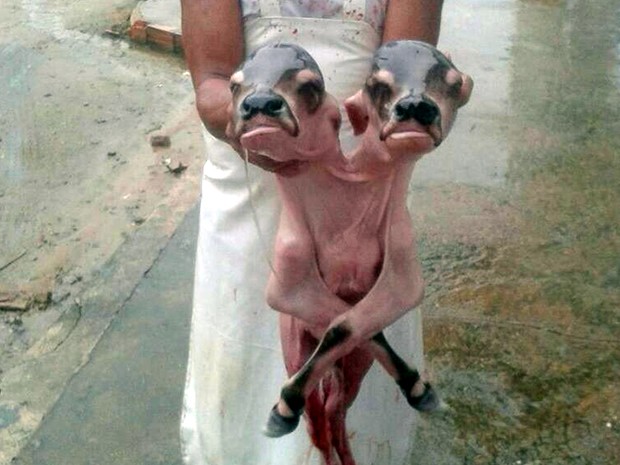Bezerro de duas cabeças (Crédito: Liliane Viana/Arquivo Pessoal))