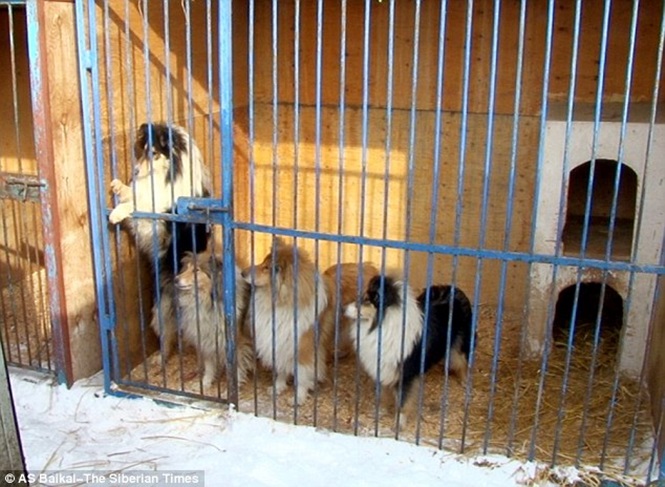 Crianças e animais viviam em ambiente caótico e imundo