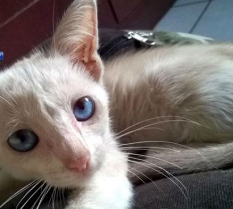 Testemunha disse que gata foi jogada de janela do carro