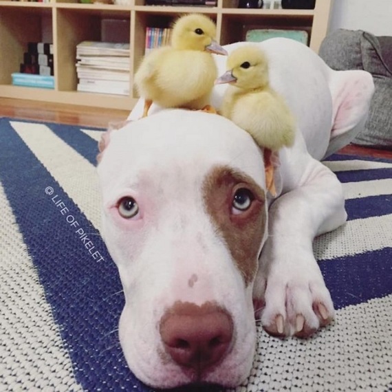 foto divulgada dos animais brincando (Crédito: life of pikelet)