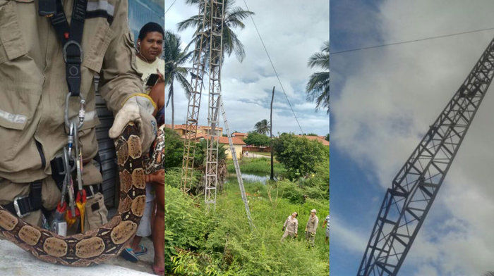 Cobra estava no alto de uma torre em Luís Correira, litoral do Piauí