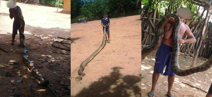 Cobra encontrada em Baixa Grande do Ribeiro