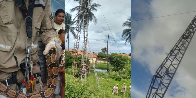 Cobra jiboia é encontrada no alto de uma torre em Luis Correia