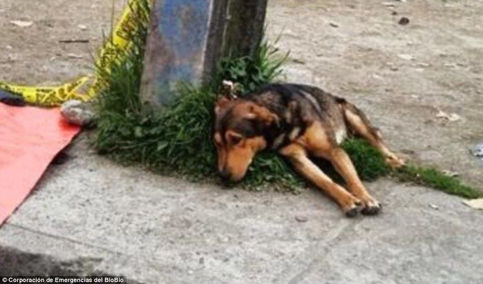 Cão não sai do lado do dono (Crédito: Reprodução)