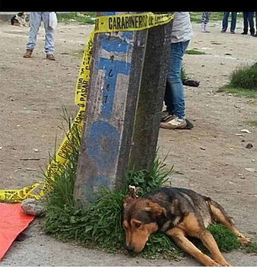 Cão não sai do lado do dono (Crédito: Reprodução)