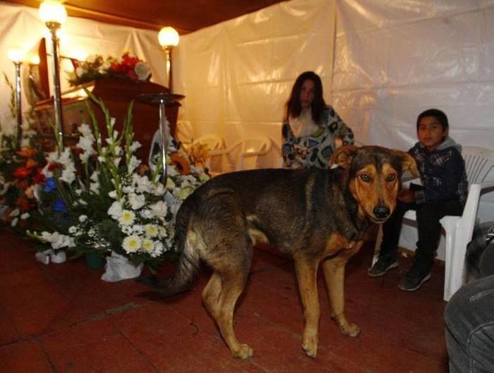 Cão não sai do lado do dono (Crédito: Reprodução)