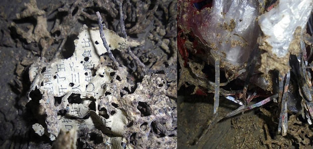 Mulher perde R$ 24 mil em cédulas devoradas por formigas