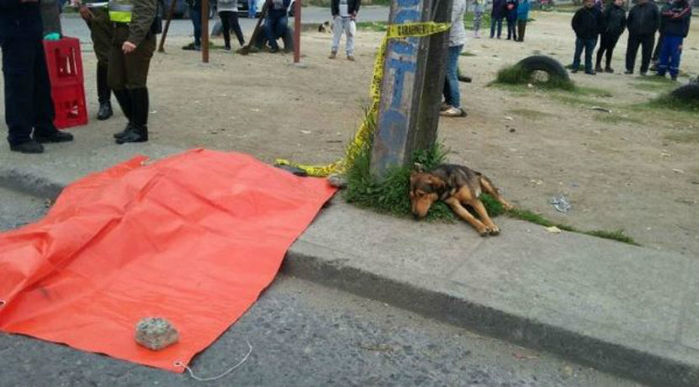 Imagem de cachorro ao lado do corpo de seu done emociona na web