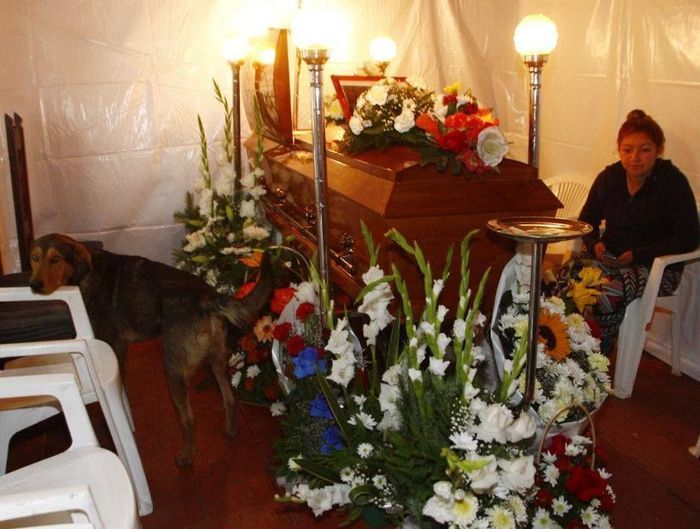 Cachorro passou a noite no velório do dono
