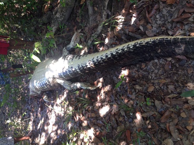 Jacaré foi encontrado morto por moradores em Araguacema (Crédito: Reprodução)